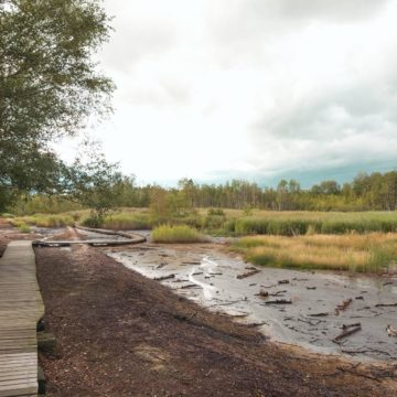 In Naturreservat SOOS bei Franzensbad, Tschechien.